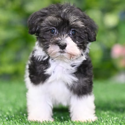 Maltipoo puppy named Alexis