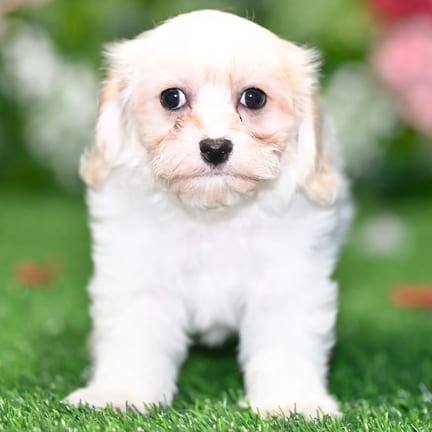 Maltipoo puppy named Everett