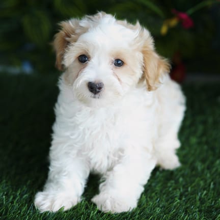 Maltipoo puppy named Bronson