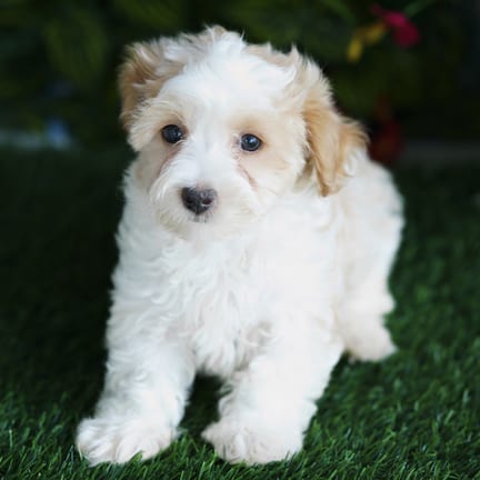 Maltipoo puppy named Bronson
