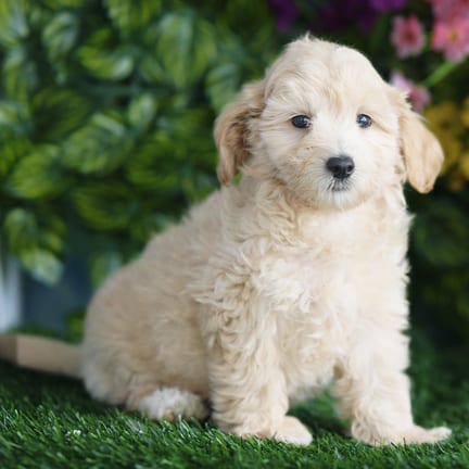 Maltipoo puppy named Bryce