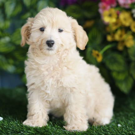 Maltipoo puppy named Bryce