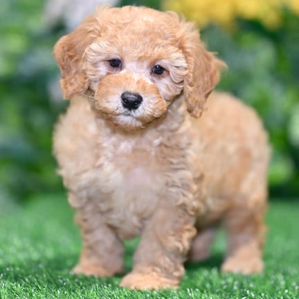 Maltipoo puppy named Monty