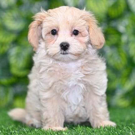 Maltipoo puppy named Zola