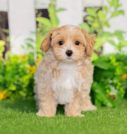 Maltipoo puppy named Silas