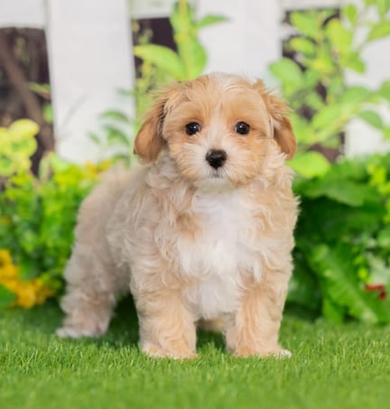 Maltipoo puppy named Silas