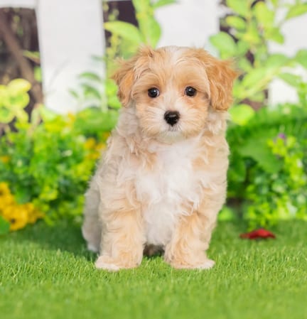 Maltipoo puppy named Silas