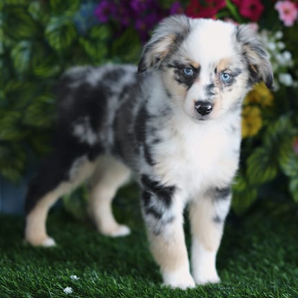 Mini Australian Shepherd puppy named Jada
