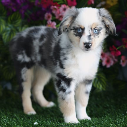 Mini Australian Shepherd puppy named Jada