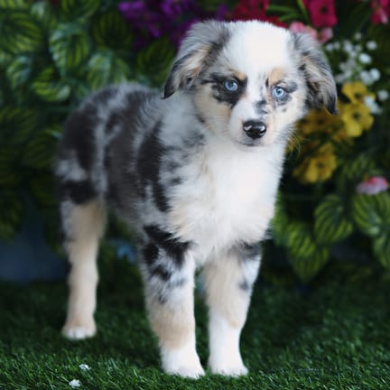 Mini Australian Shepherd puppy named Jada