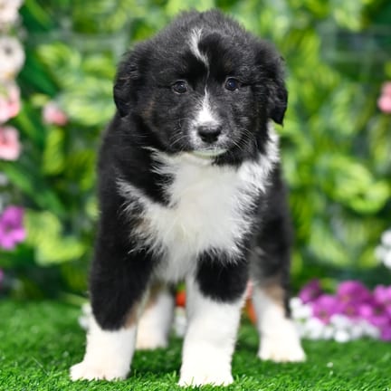 Mini Australian Shepherd puppy named Kahlua