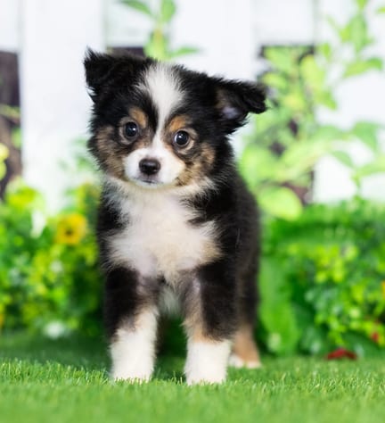 Mini Australian Shepherd puppy named Nell