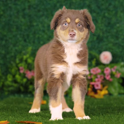 Mini Australian Shepherd puppy named Caesar