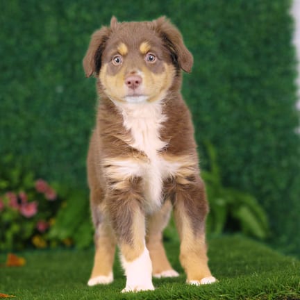 Mini Australian Shepherd puppy named Caesar