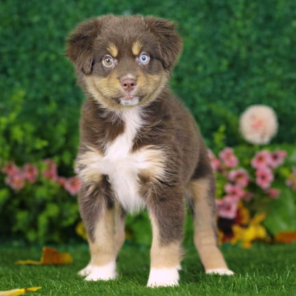 Mini Australian Shepherd puppy named Barkley