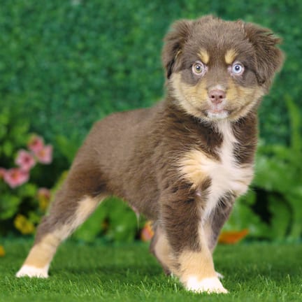 Mini Australian Shepherd puppy named Barkley