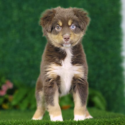 Mini Australian Shepherd puppy named Barkley