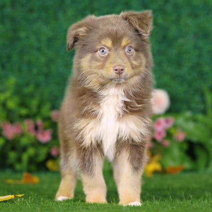 Mini Australian Shepherd puppy named William