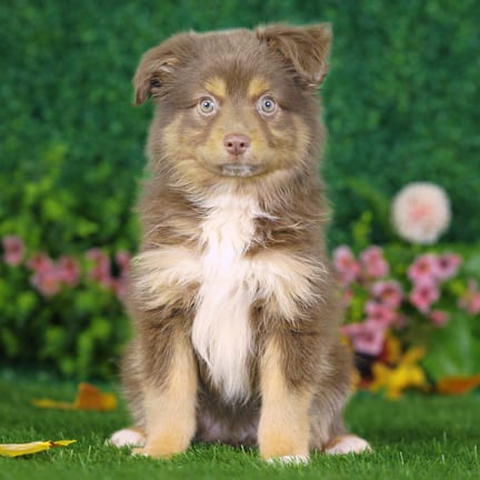 Mini Australian Shepherd puppy named William
