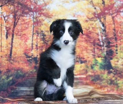 Mini Australian Shepherd puppy named Owen
