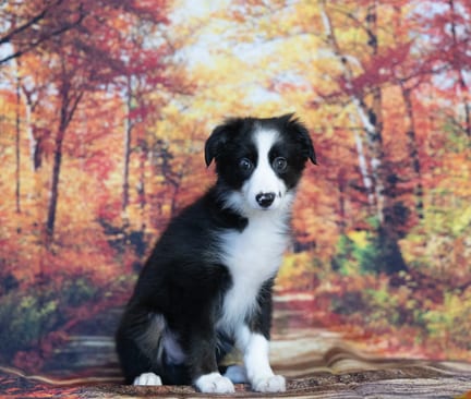 Mini Australian Shepherd puppy named Owen