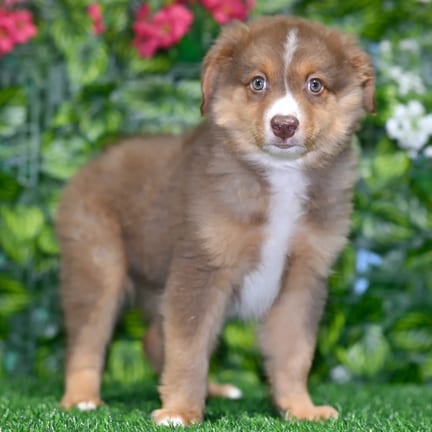 Mini Australian Shepherd puppy named Eli