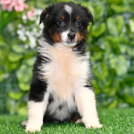 Mini Australian Shepherd puppy named Latte