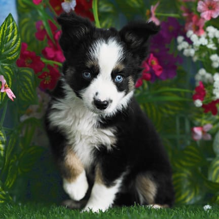 Mini Australian Shepherd puppy named Luca