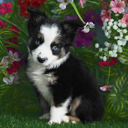 Mini Australian Shepherd puppy named Luca