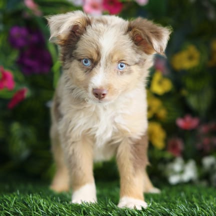 Mini Australian Shepherd puppy named Fang