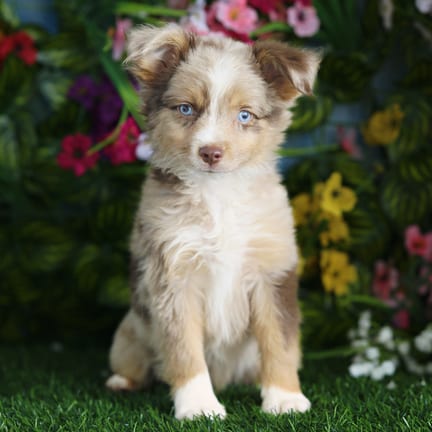 Mini Australian Shepherd puppy named Fang