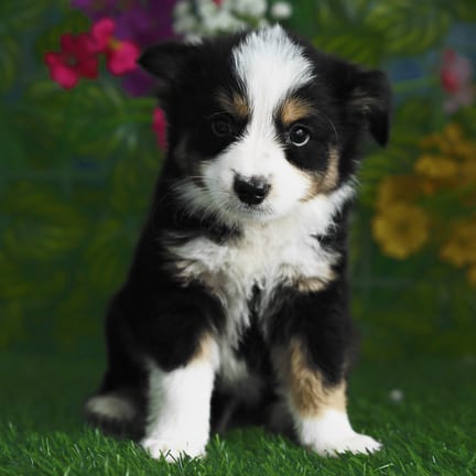 Mini Australian Shepherd puppy named Newton