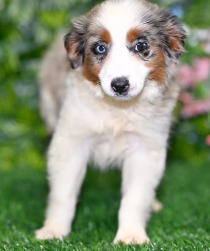 Mini Australian Shepherd puppy named Julia