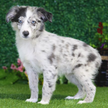 Mini Australian Shepherd puppy named Abby