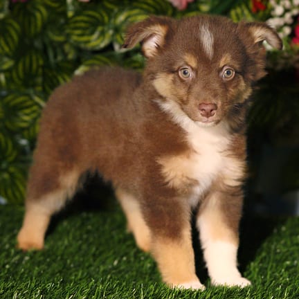 Mini Australian Shepherd puppy named Rambo