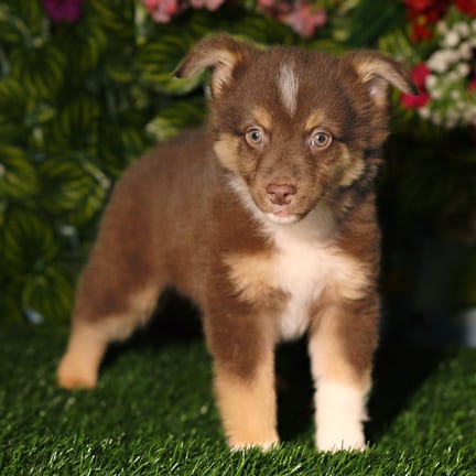 Mini Australian Shepherd puppy named Rambo