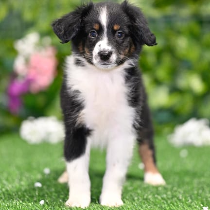 Mini Australian Shepherd puppy named Yellow