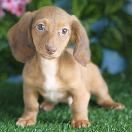 Mini Dachshund puppy named Knox