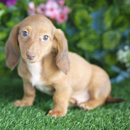Mini Dachshund puppy named Knox