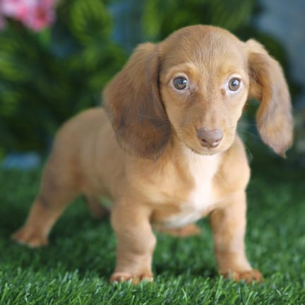 Mini Dachshund puppy named Knox