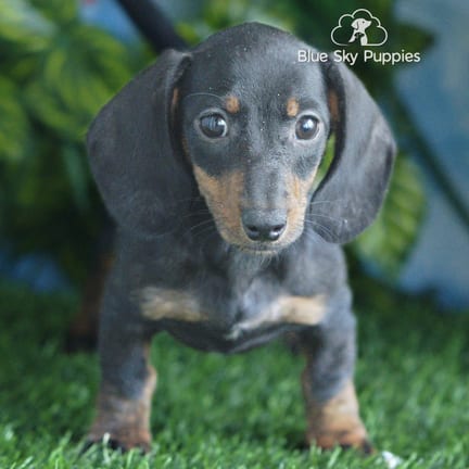 Mini Dachshund puppy named Sebastian