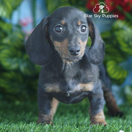 Mini Dachshund puppy named Sebastian