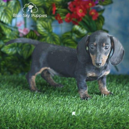 Mini Dachshund puppy named Sebastian