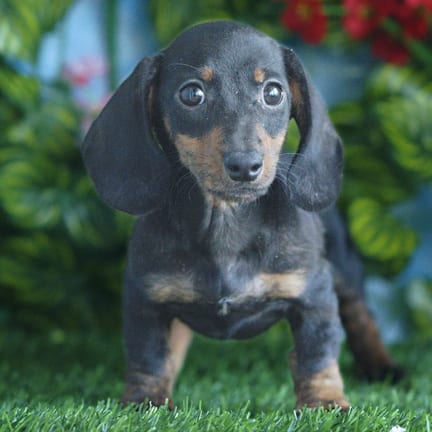 Mini Dachshund puppy named Sebastian