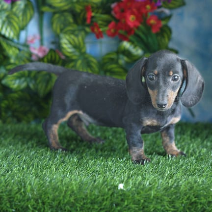 Mini Dachshund puppy named Sebastian