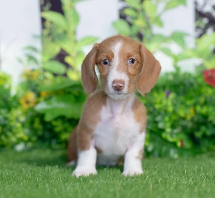 Mini Dachshund puppy named Chica
