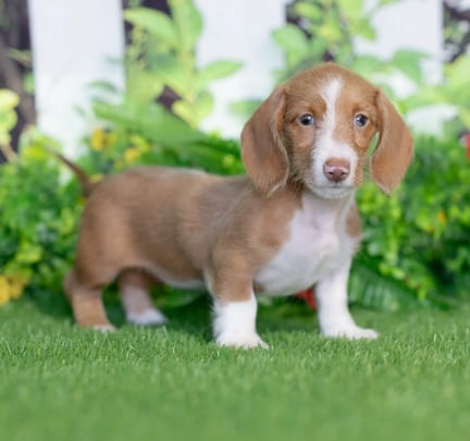 Mini Dachshund puppy named Chica