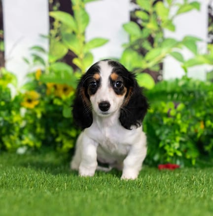 Mini Dachshund puppy named Kennedy