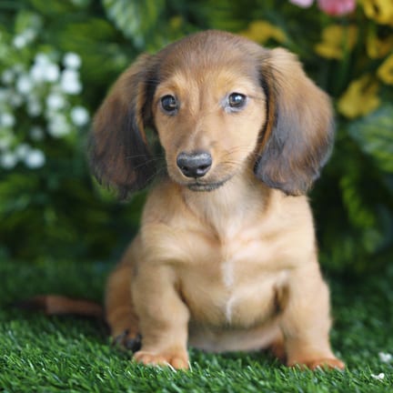 Mini Dachshund puppy named Chase