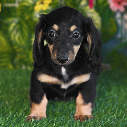 Mini Dachshund puppy named Gia